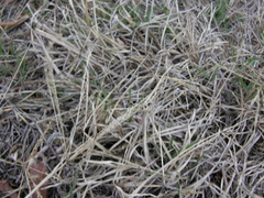 Chloris verticillata