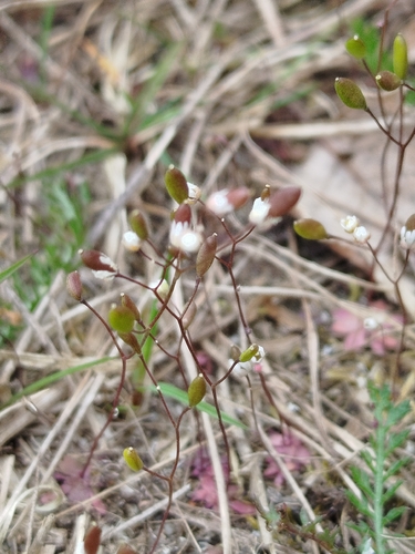 Common Whitlowgrass