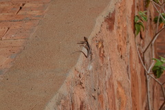 Tropidurus semitaeniatus