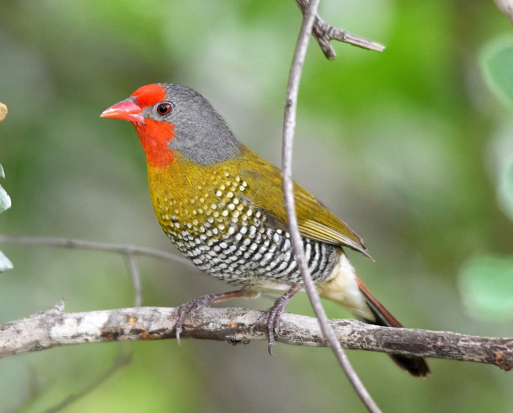 Green-winged Pytilia photo