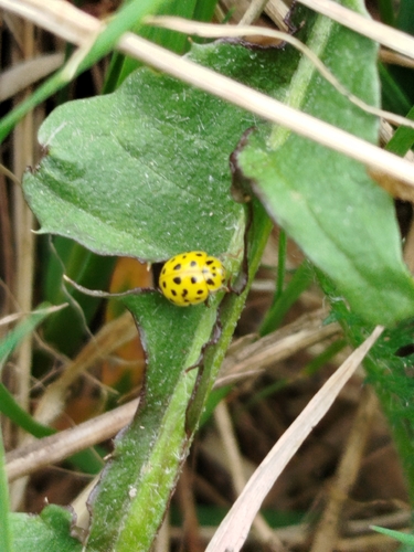 22-spot Ladybird