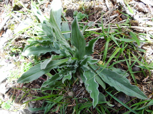 Cynoglossum alpestre (Cynoglossum alpestre)