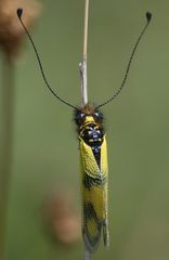 Libelloides macaronius