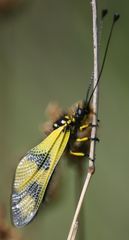 Libelloides macaronius