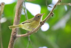 Pachysylvia aurantiifrons