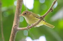 Pachysylvia aurantiifrons