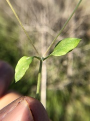 Stellaria apetala