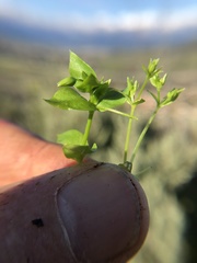 Stellaria apetala