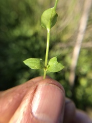 Stellaria apetala