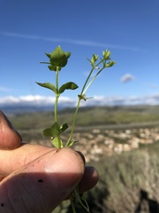 Stellaria apetala