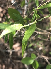 Metastelma barbigerum