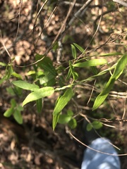 Metastelma barbigerum