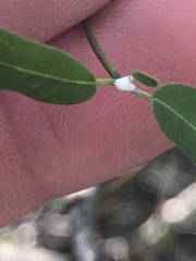 Metastelma barbigerum