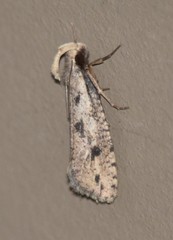 Acrolophus mortipennella