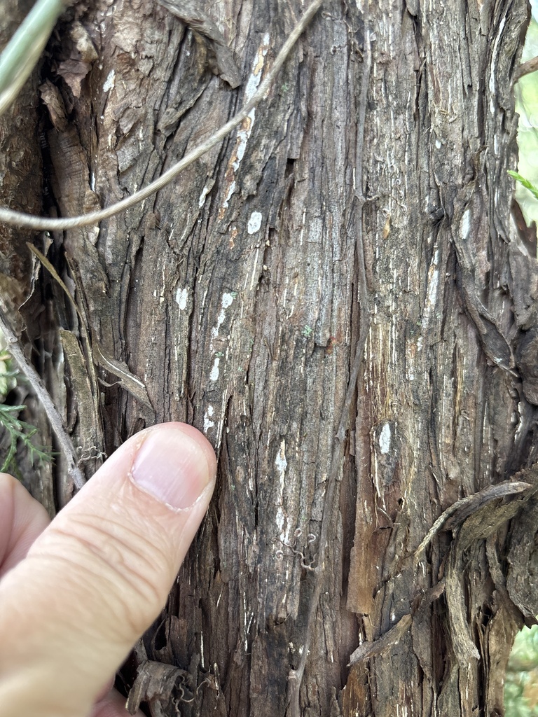 Dendrothele nivosa · April 2026 · photo: © sambiology (iNaturalist, cc-by)