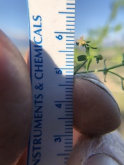 Galium porrigens porrigens