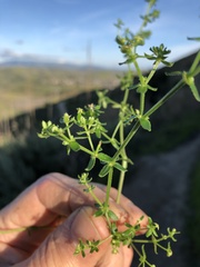 Galium porrigens porrigens