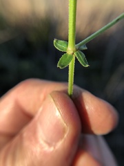 Galium porrigens porrigens