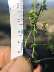 Galium porrigens porrigens