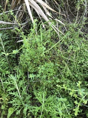 Galium porrigens porrigens