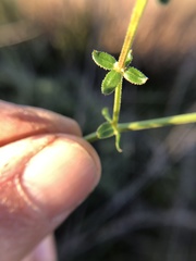 Galium porrigens porrigens