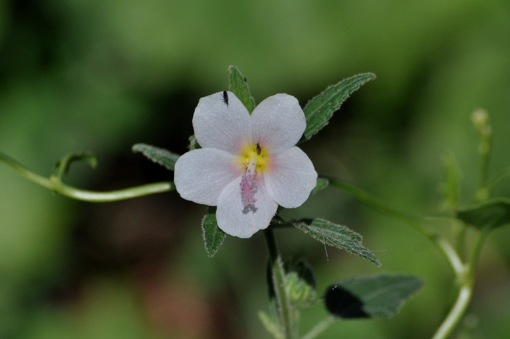 Pavonia columella; photograph (c) Burgert Jordaan, some rights reserved (CC BY)
