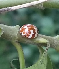 Neocalvia dentatofasciata