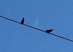 Pygochelidon cyanoleuca