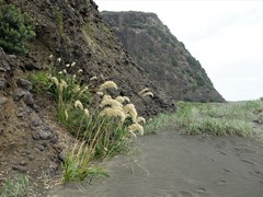Austroderia splendens
