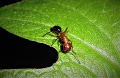 Camponotus discolor