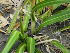 Austroderia splendens