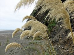 Austroderia splendens