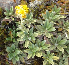 Brachyglottis revoluta