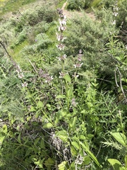 Stachys rigida quercetorum