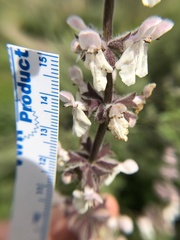 Stachys rigida quercetorum