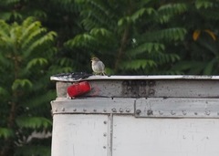 Ammodramus aurifrons