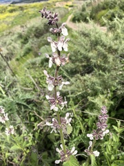 Stachys rigida quercetorum