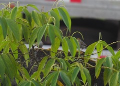 Ammodramus aurifrons