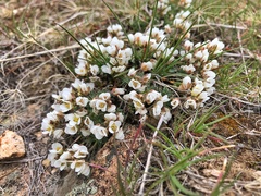 Cusickiella douglasii