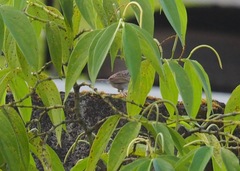 Ammodramus aurifrons