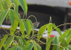 Ammodramus aurifrons