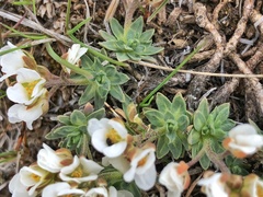 Cusickiella douglasii