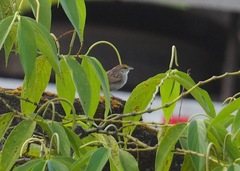 Ammodramus aurifrons