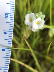 Plagiobothrys collinus californicus