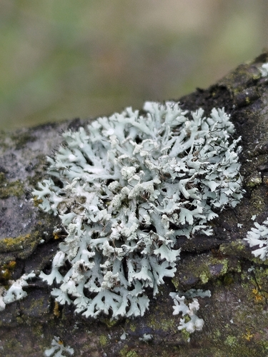 Fringed Rosette Lichen