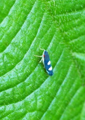 Pachitea subflava