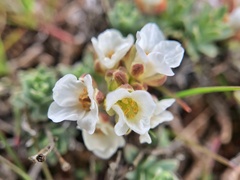 Cusickiella douglasii