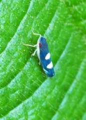 Pachitea subflava