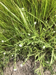Plagiobothrys collinus californicus