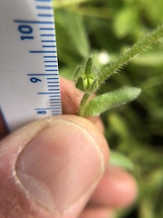 Plagiobothrys collinus californicus